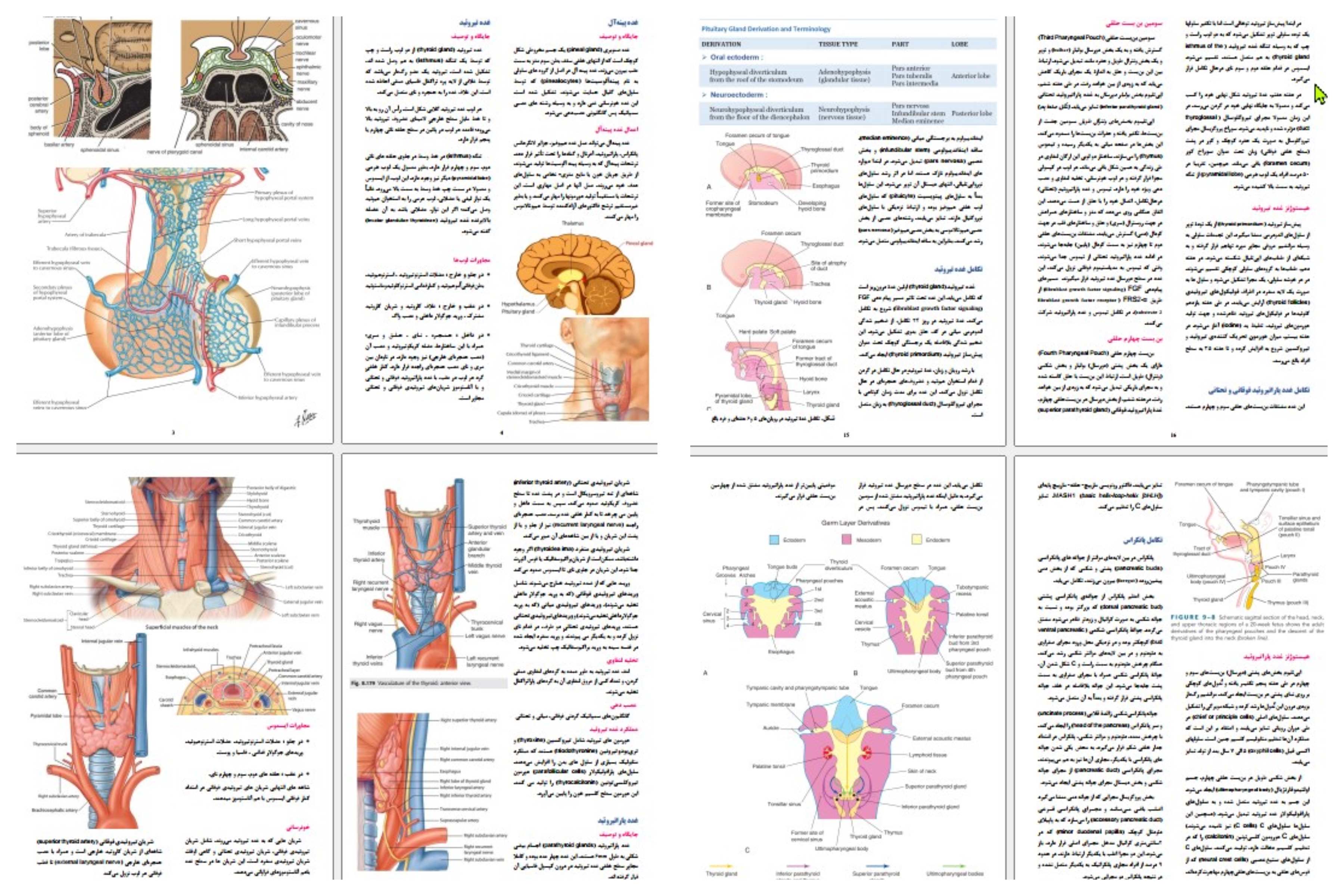 جزوه علوم تشریح غدد درون ریز، آناتومی و جنین شناسی و بافت شناسی غدد درون ریز