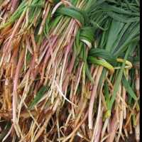 بن سُرخ اعلا از دامنه ی اشترانکوه  در بسته بندی 95گرمی و فله