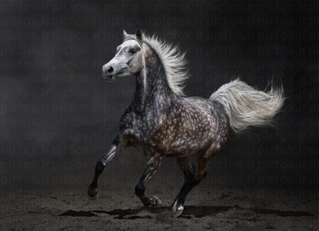 خرید و دانلود عکس Portrait of black horse on a black background کد 41589 | پیک فاکس | Pic Fox