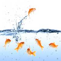 خرید و دانلود عکس Fish کد 17137 | پیک فاکس | Pic Fox