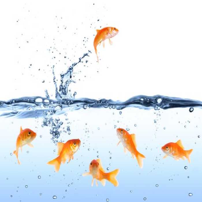 خرید و دانلود عکس Fish کد 17137 | پیک فاکس | Pic Fox