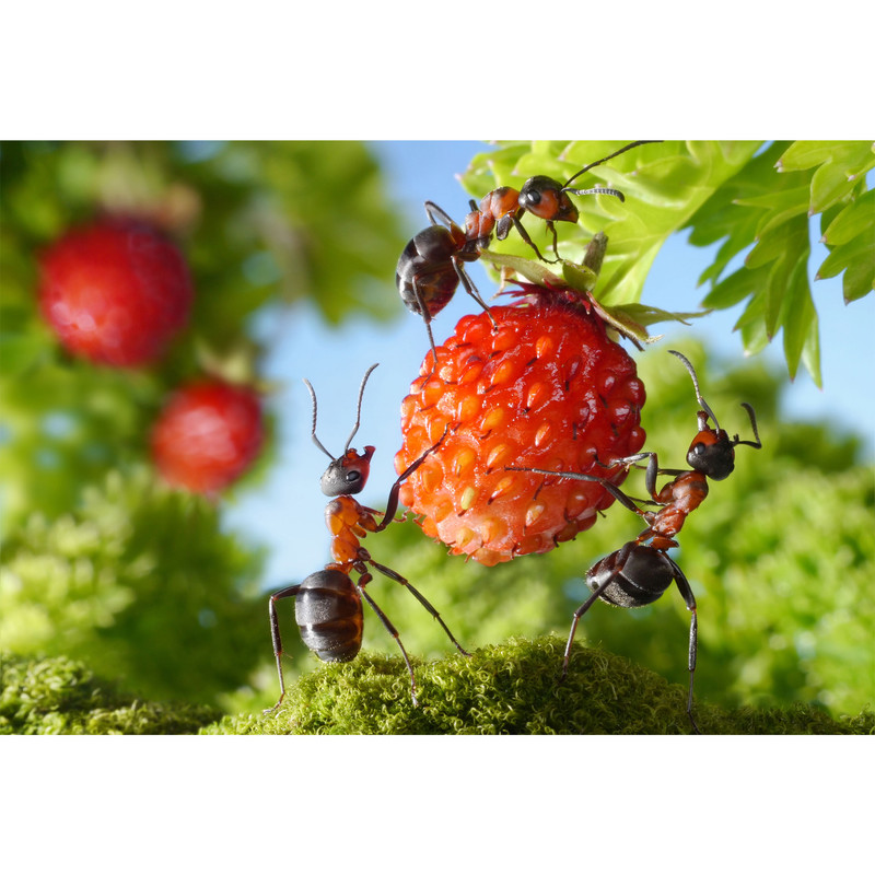 تابلو شاسی طرح مورچه و میوه توت فرنگی مدل T6754 | دنیای قاب