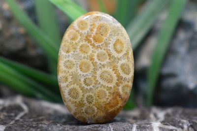 مرجان فسیلی