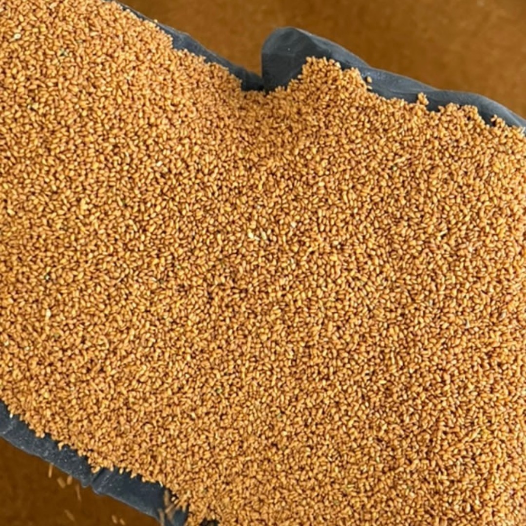 خاکشیر دامنی امسالی (یکدست) 5 کیلوگرم