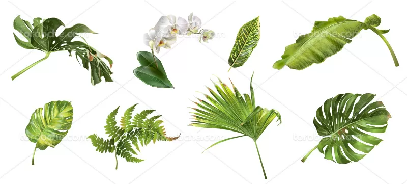 وکتور انواع برگ | گرافیک با طعم تربچه