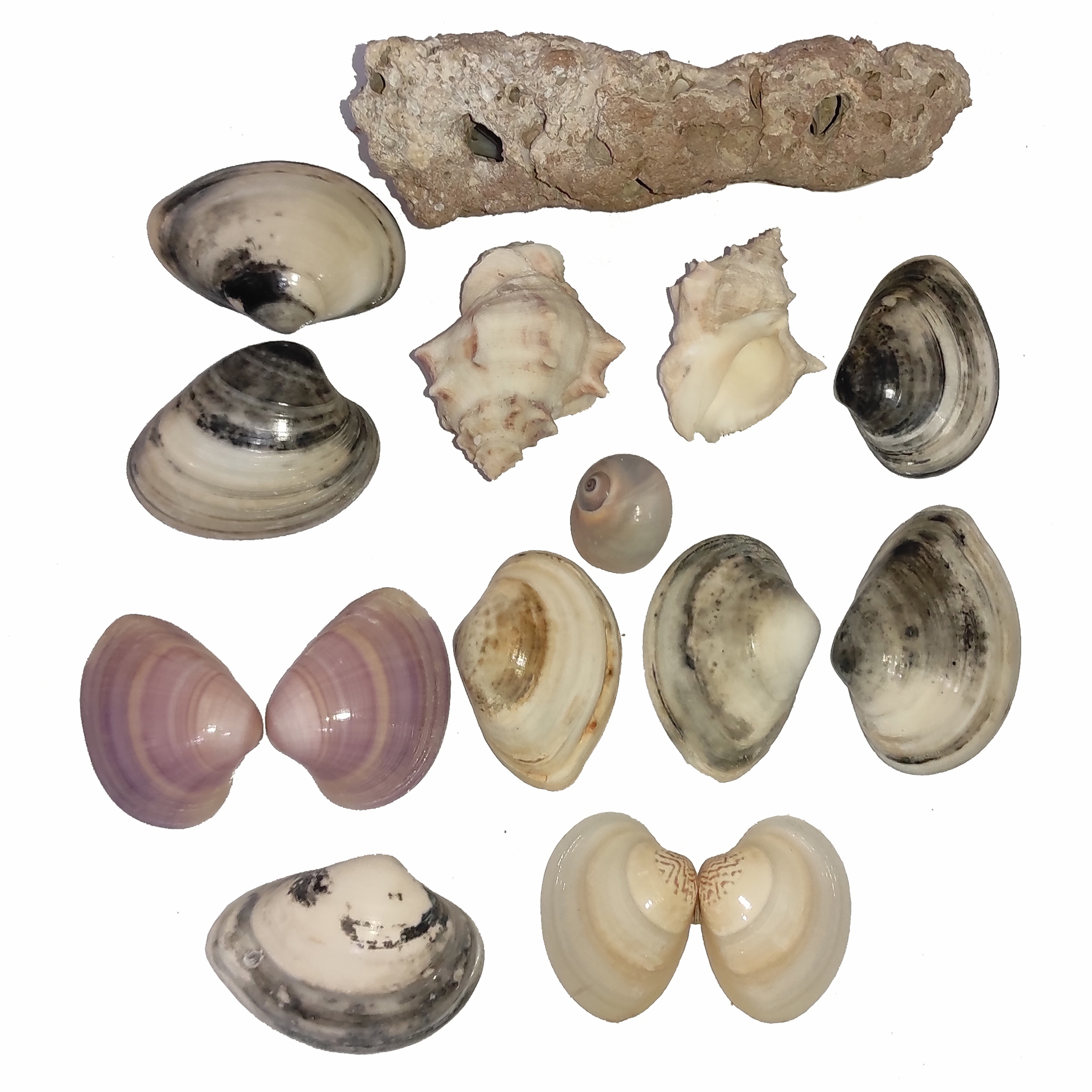 صدف تزیینی مدل  ساحل جنوب کد 363 مجموعه 15 عددی