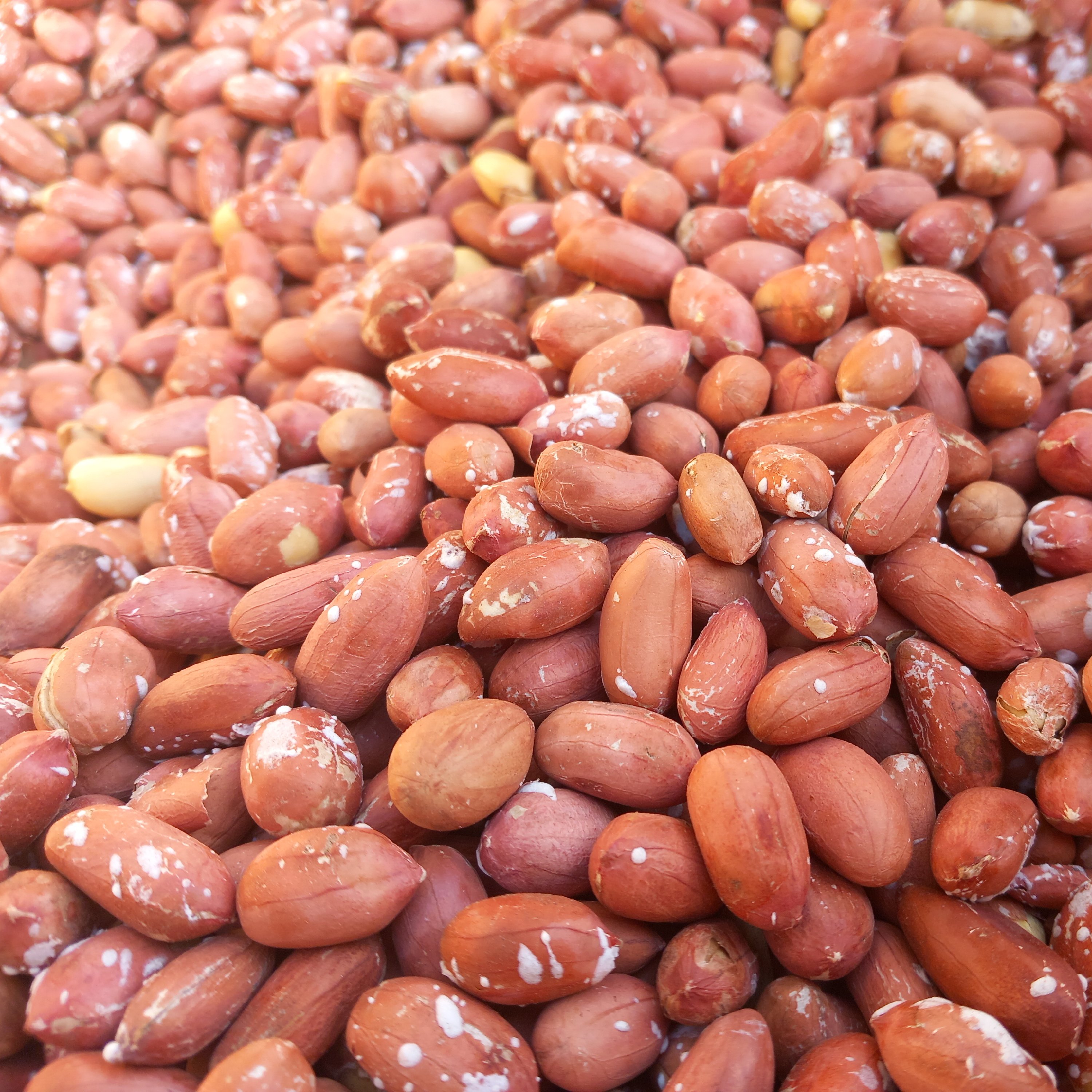 بادام زمینی اعلاءآستانه اشرفیه(سورتینگ شده سایزمتوسط)کیلویی200000تومان