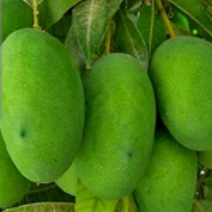 انبه سبز  و کال مخصوص ترشی