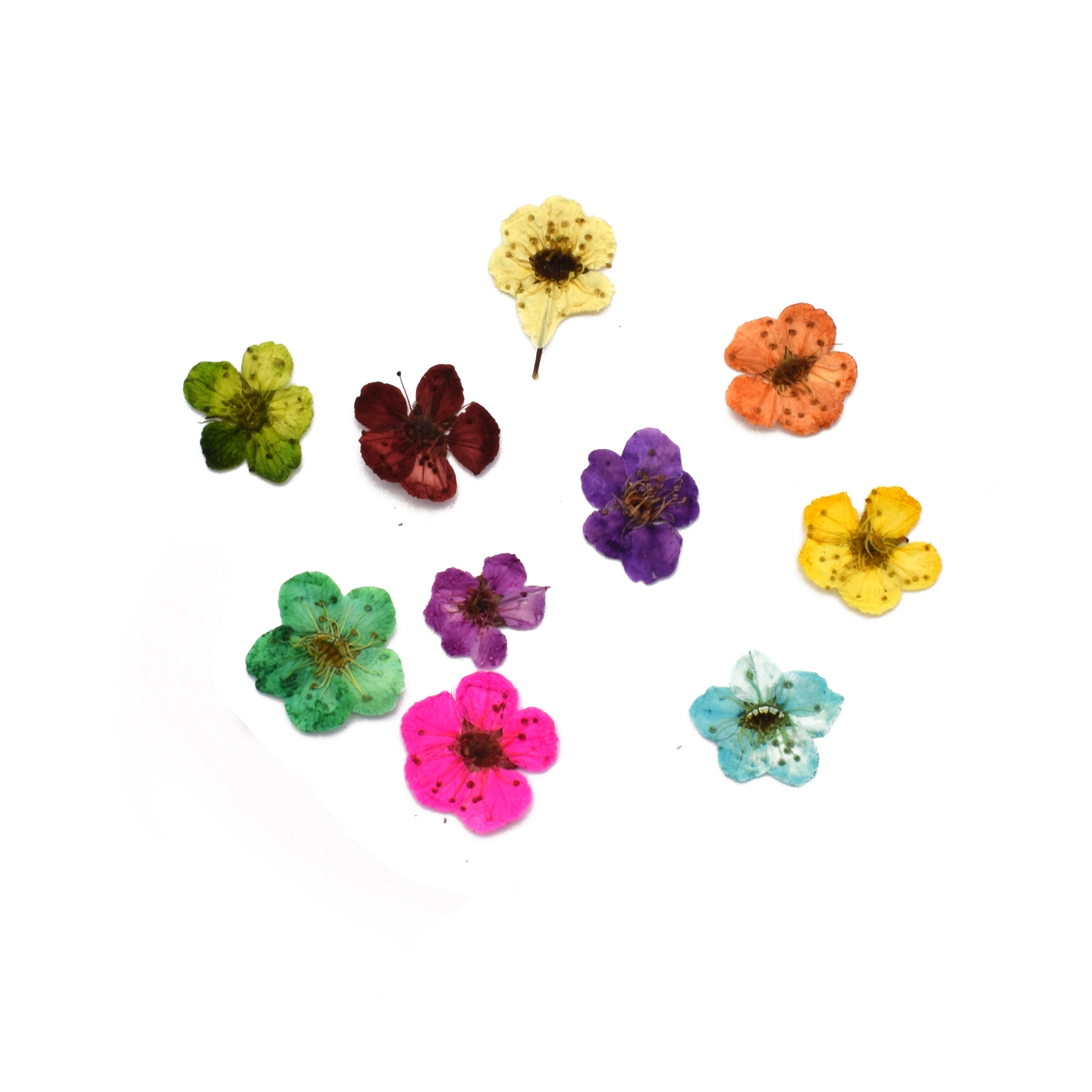 گل خشک نورا لند مدل اسپیره بسته 10 عددی