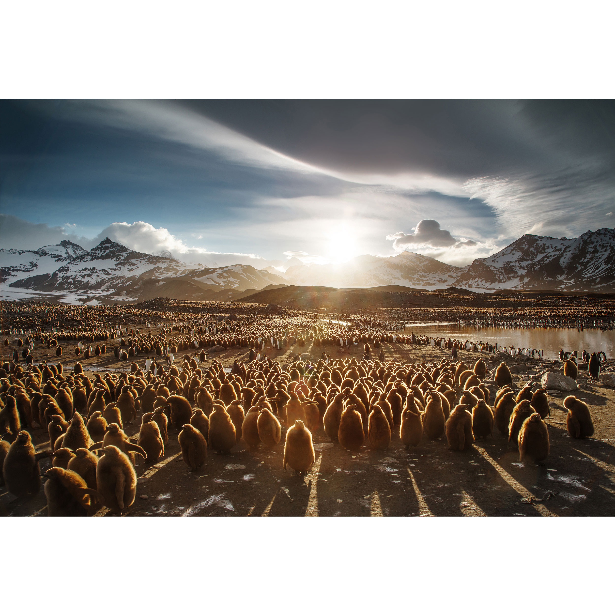 تابلو شاسی طرح پنگوئن ها مدل T1607