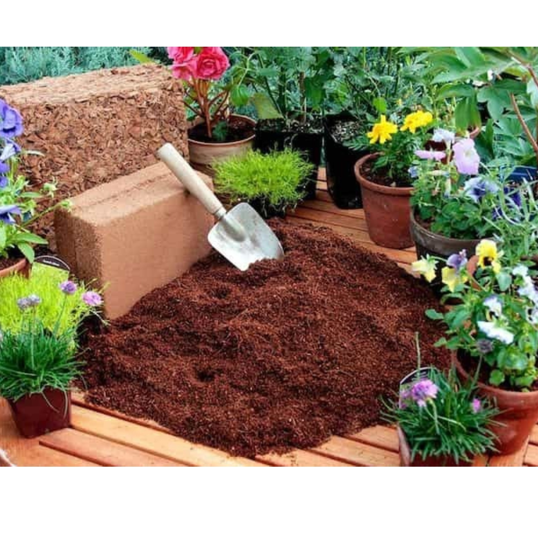 کوکوپیت سریلانکا(یک لیتری) (پس کرایه)