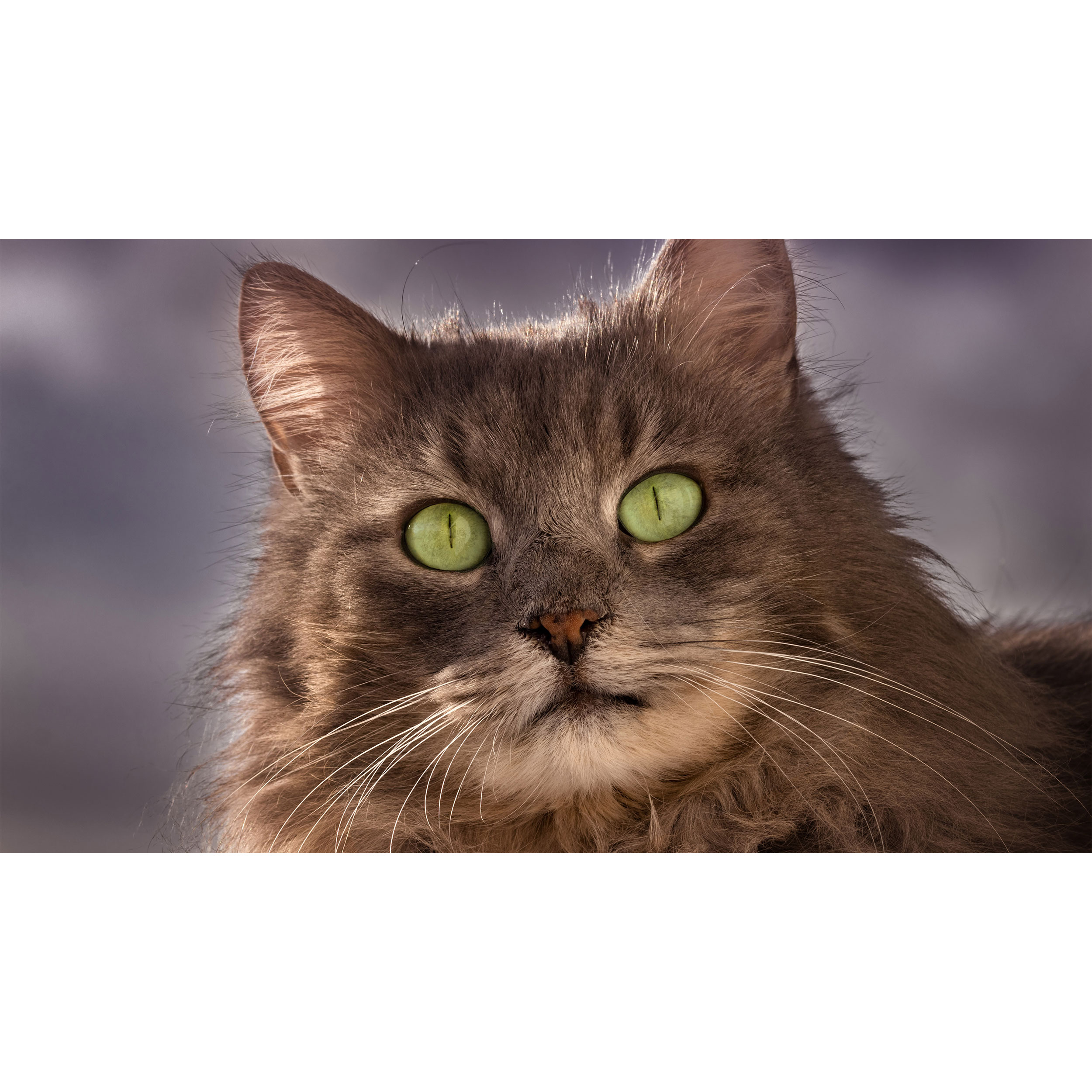 تابلو شاسی طرح گربه مدل T7731