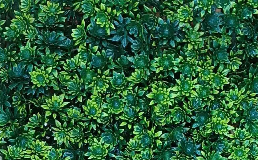 گرین وال دیوارسبز خورشیدی 25*25