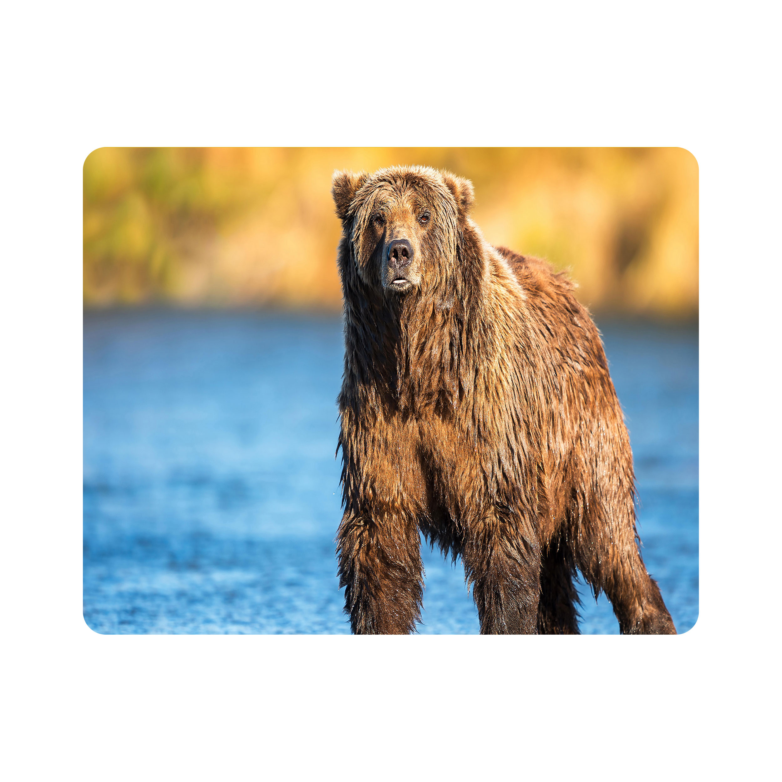 ماوس پد اطلس آبی طرح خرس و رودخانه مدل T7870