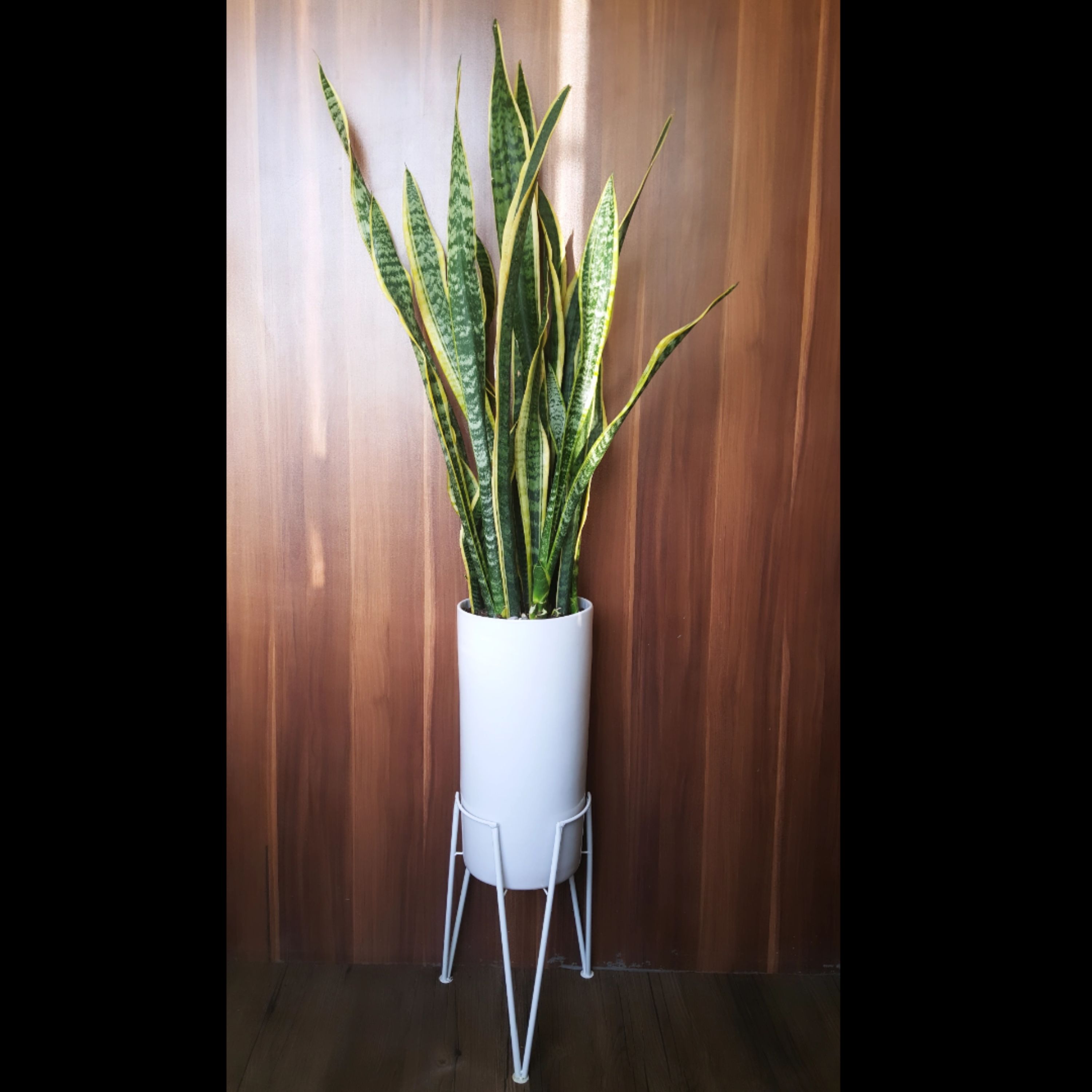 گل طبیعی سانسوریا ابلق پُر با حداقل 20 شاخه و 10 غلاف با گلدان سرامیکی و پایه