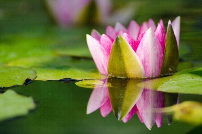 خرید و دانلود عکس Flower-Part-10 کد 17446 | پیک فاکس | Pic Fox
