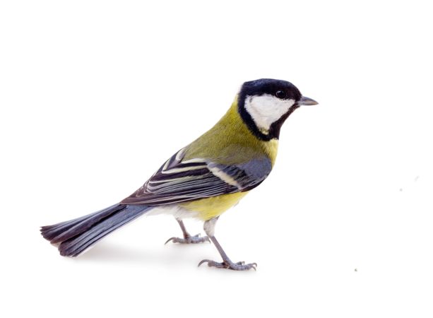 خرید و دانلود عکس Animals-Part-3 - کیفیت بالا | پیک فاکس | Pic Fox