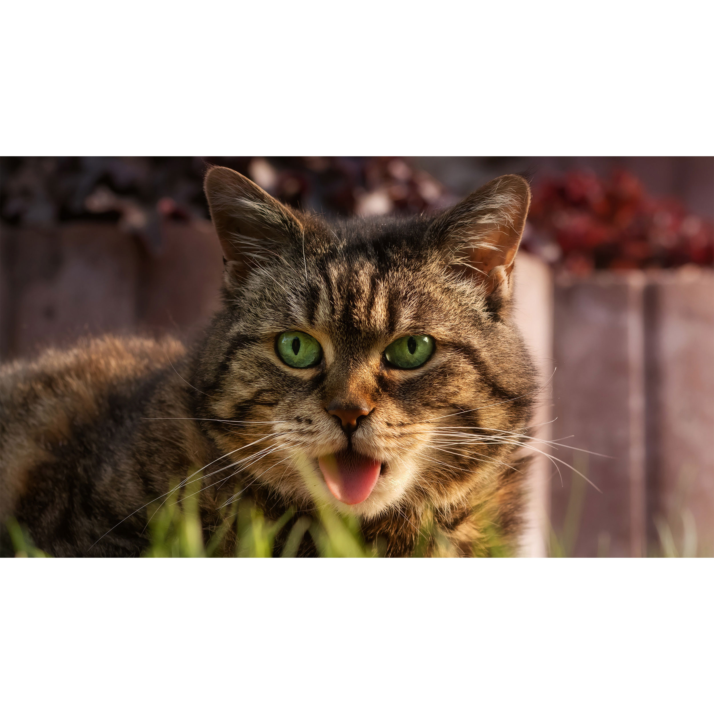 تابلو شاسی طرح گربه مدل T7746