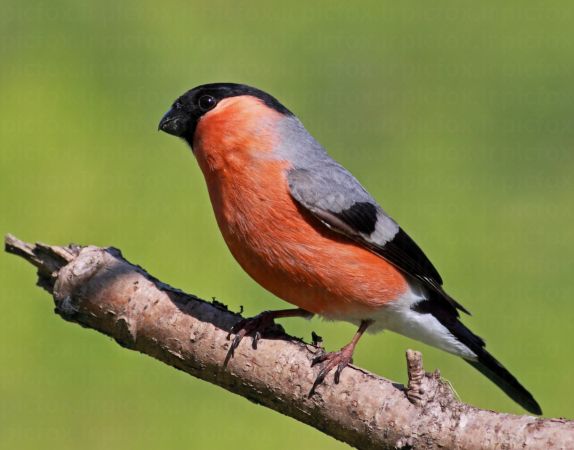 خرید و دانلود عکس Animals-Part-3 - کیفیت بالا | پیک فاکس | Pic Fox