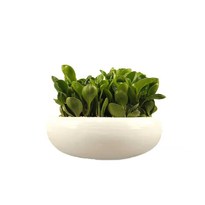 گیاه طبیعی قاشقی گلیتال مدل GTL120