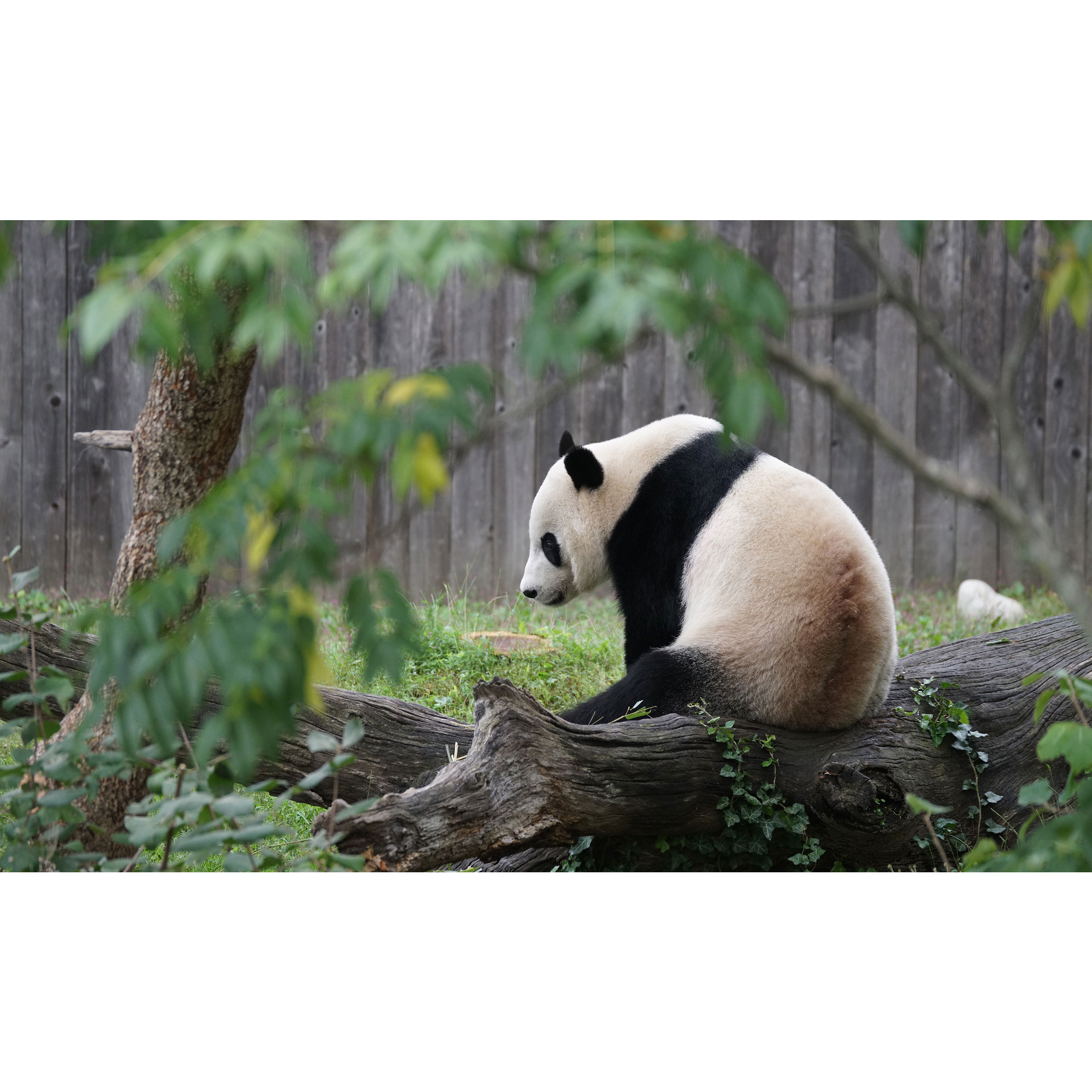 تابلو شاسی طرح خرس پاندا مدل T7828