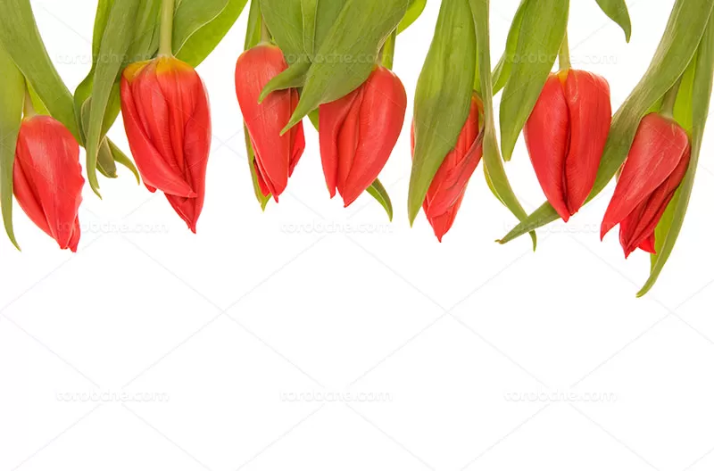 عکس گل لاله قرمز با کیفیت | گرافیک با طعم تربچه