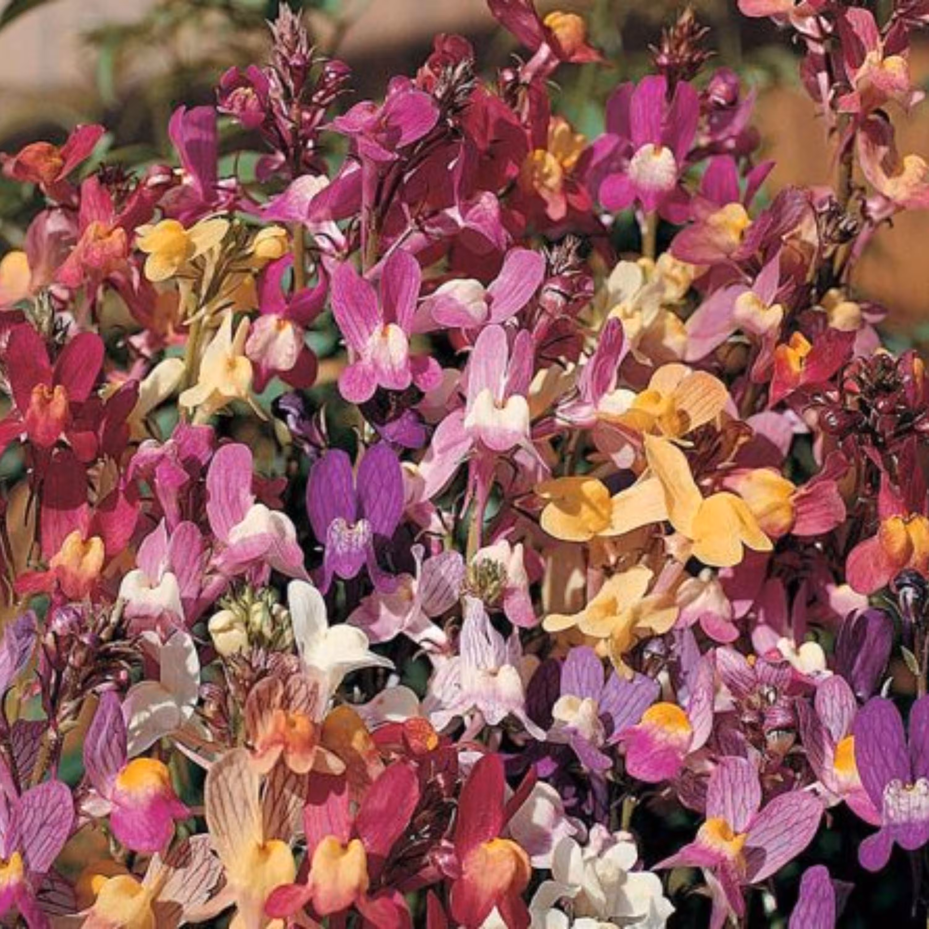 بذر گل ژیپسوفیلا رنگارنگ بسته 50 عددی