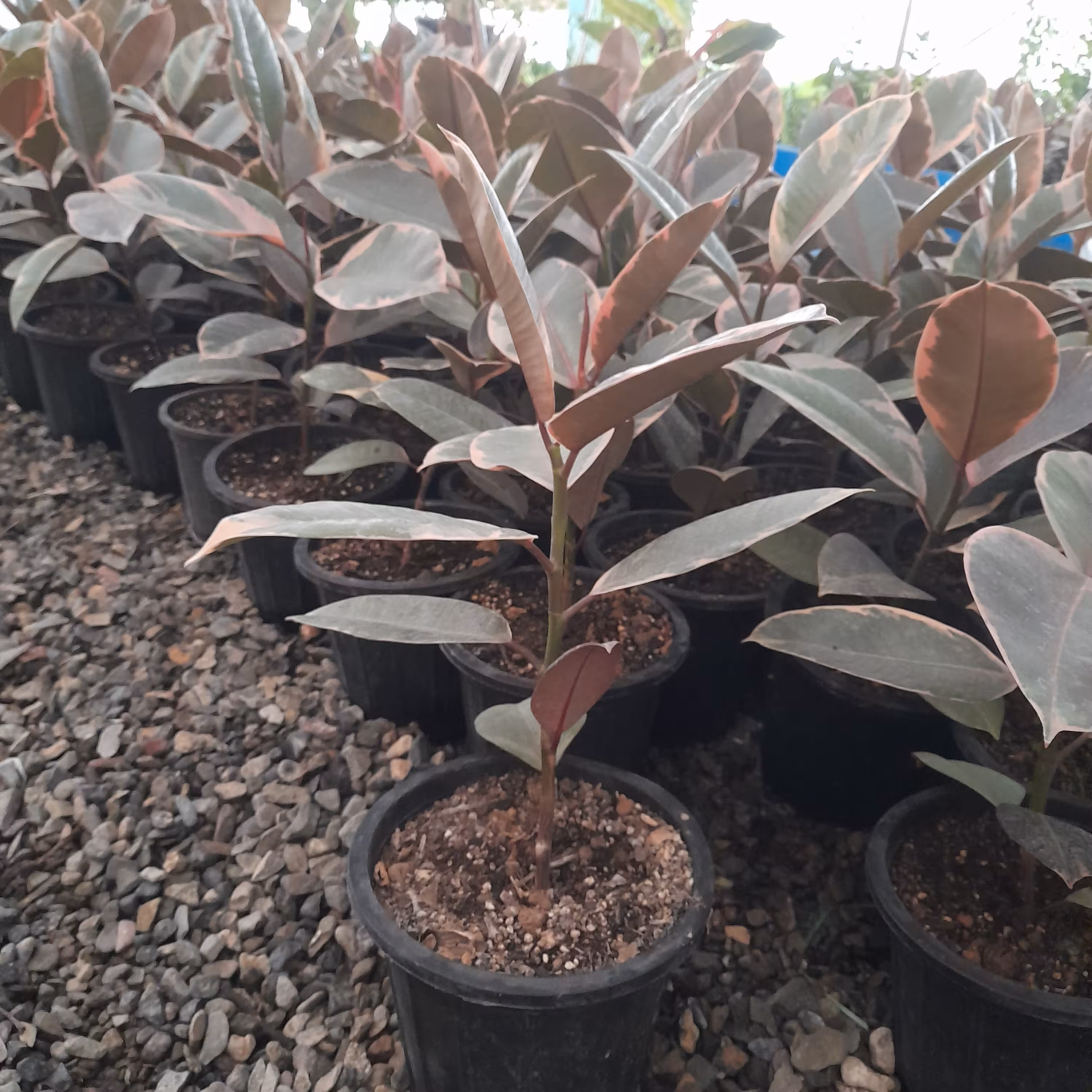گل فیکوس شرابی گلدان 14     ارسال با باربری و پس کرایه 