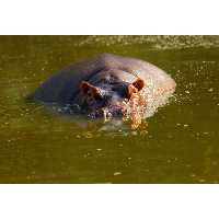 تابلو شاسی طرح دریاچه و اسب آبی مدل T1964