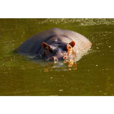 تابلو شاسی طرح دریاچه و اسب آبی مدل T1964