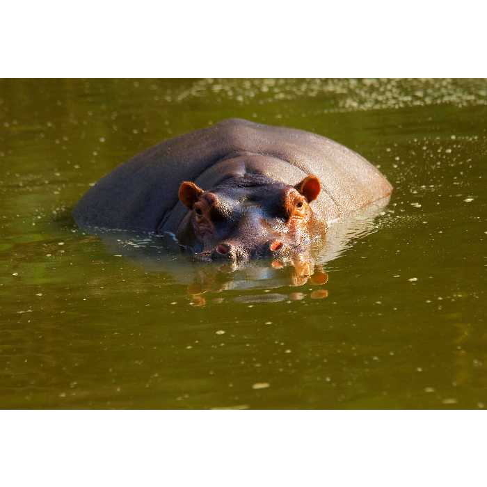 تابلو شاسی طرح دریاچه و اسب آبی مدل T1964