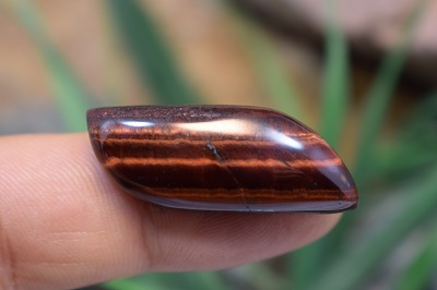 چشم ببر قرمز