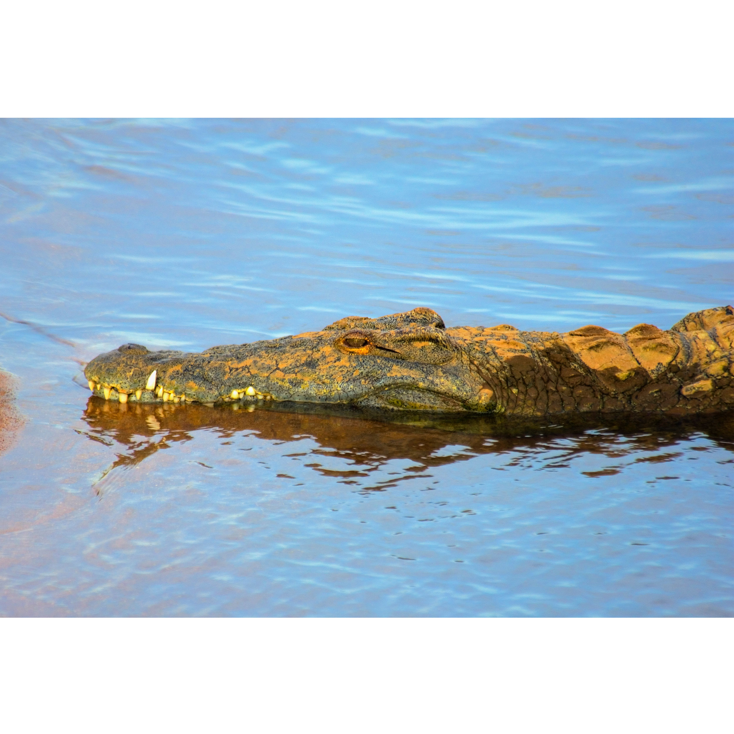 تابلو شاسی دریاچه و سوسمار و تمساح مدل T1996