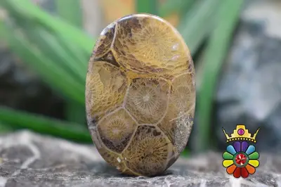 موروکو فسیل