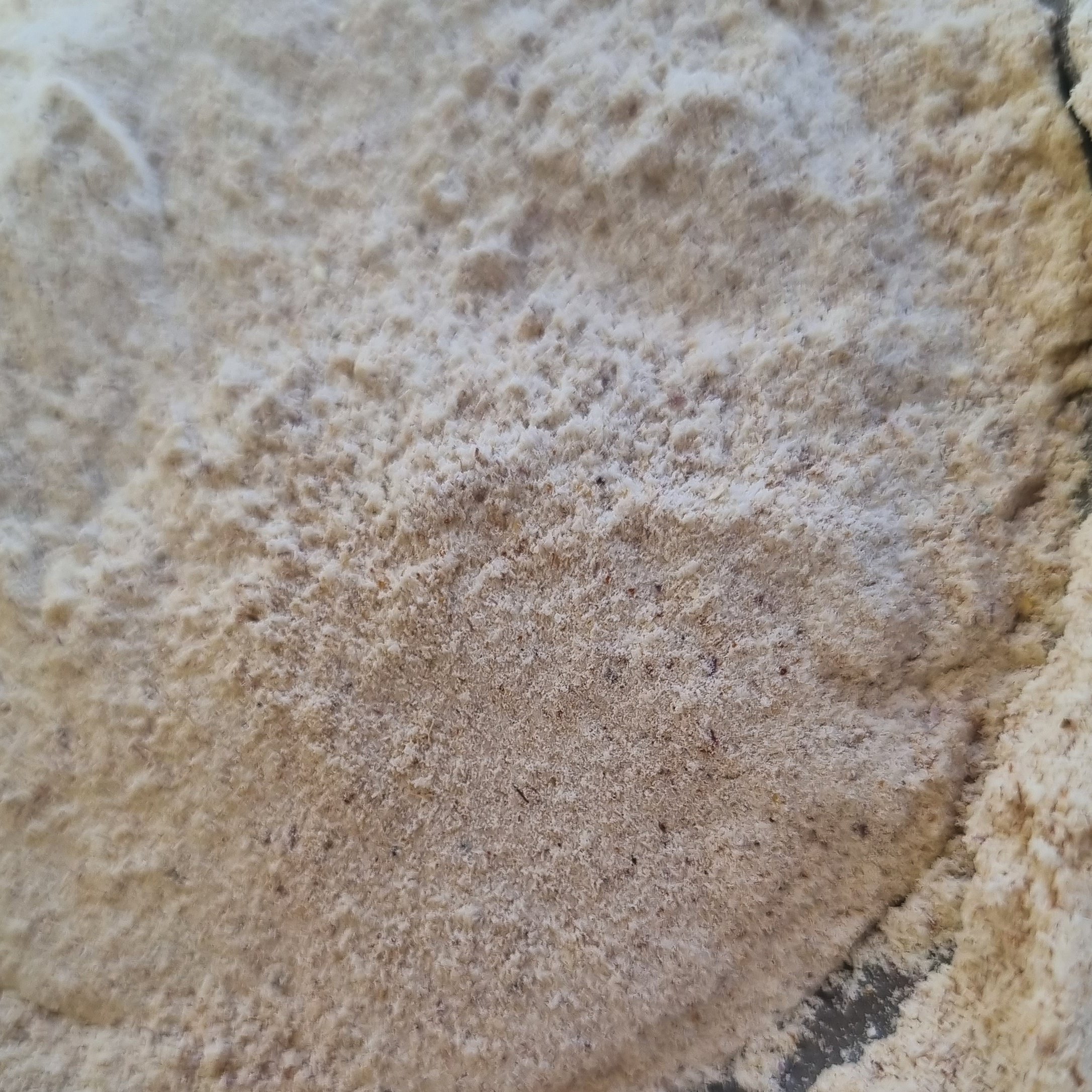 بهترین قیمت پودر سیر نیم کیلویی بهترین قیمت