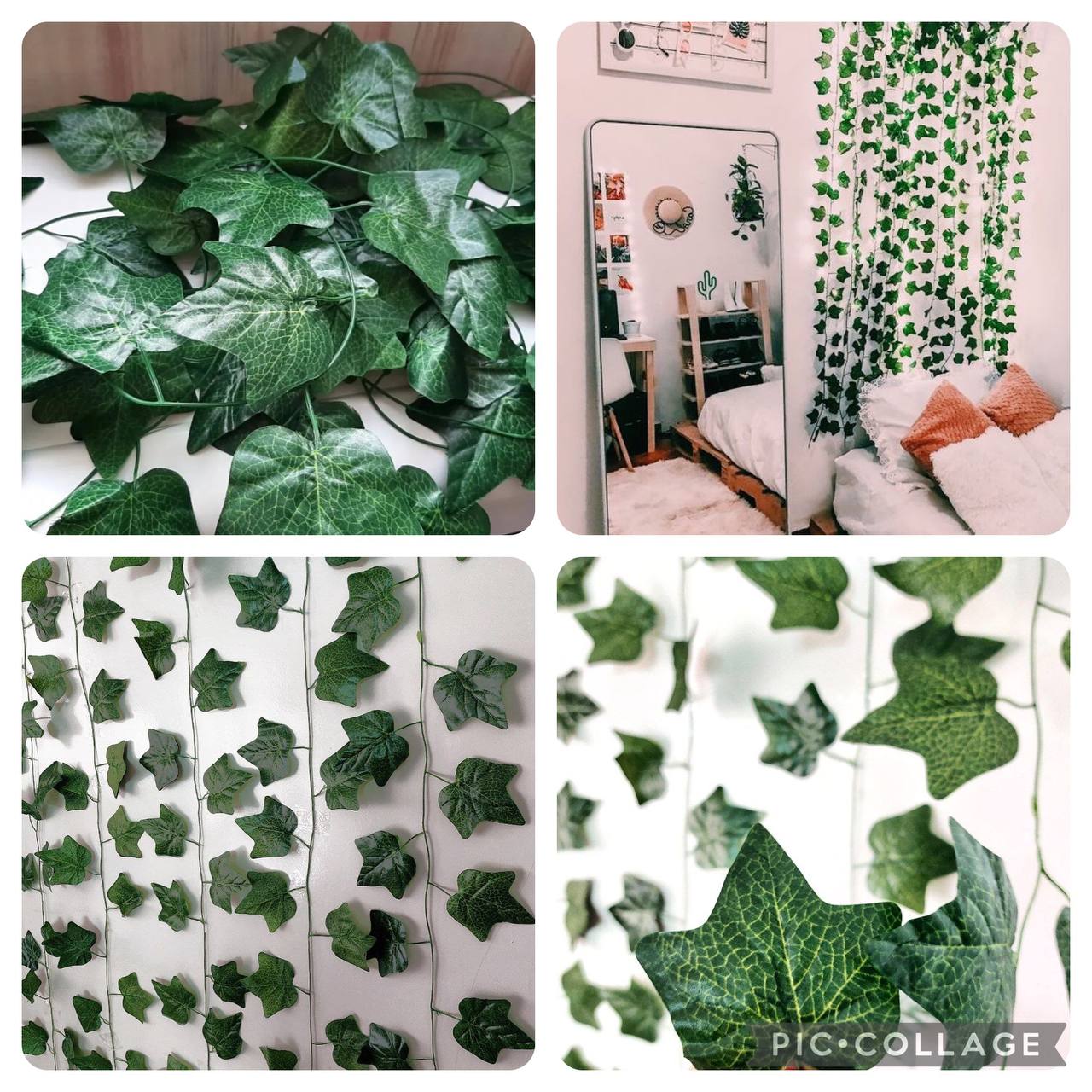 پک 12 عددی ریسه برگ پاپیتال درشت - noordecoor