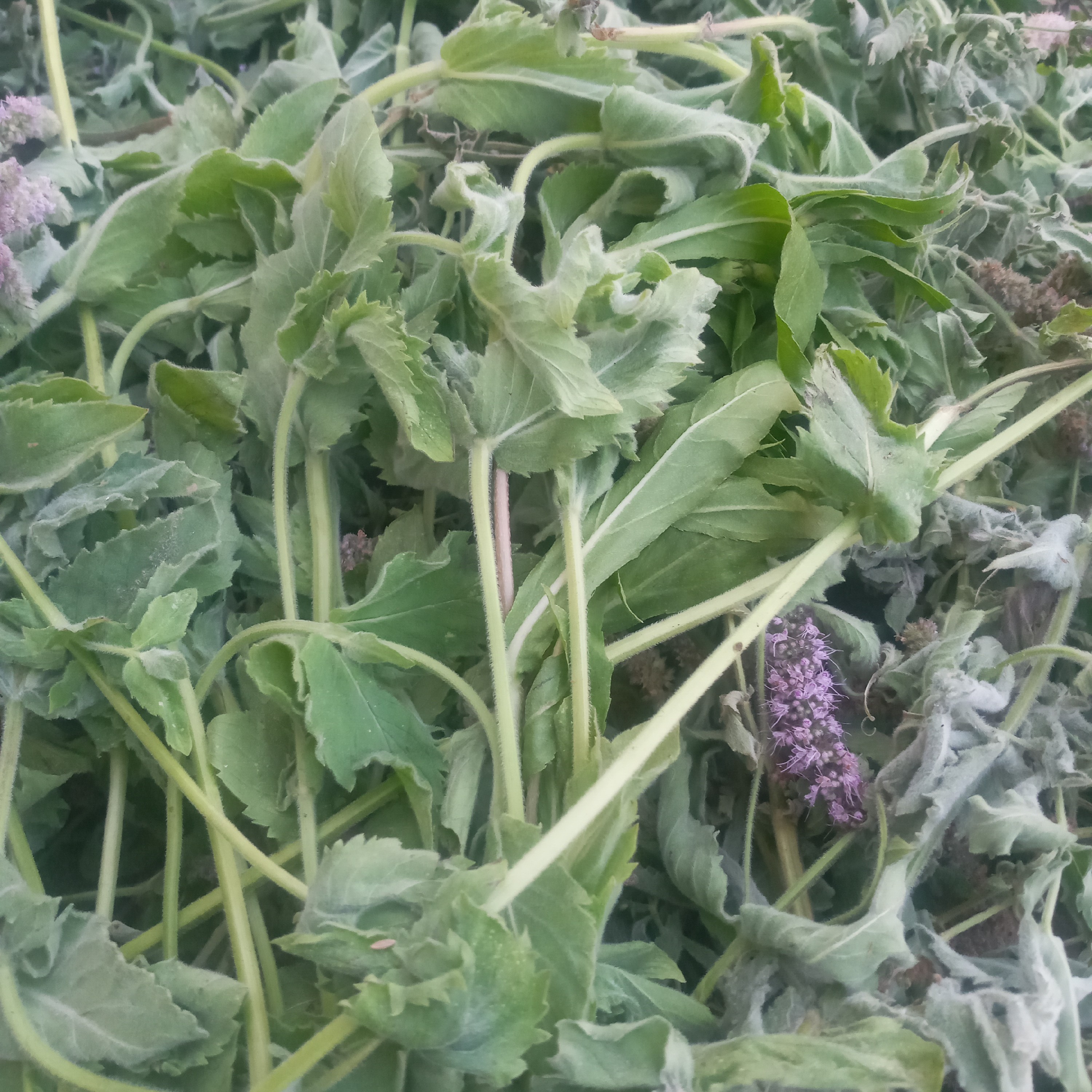 پونه خشک 200  گرمی اصلی خیلی معطر 