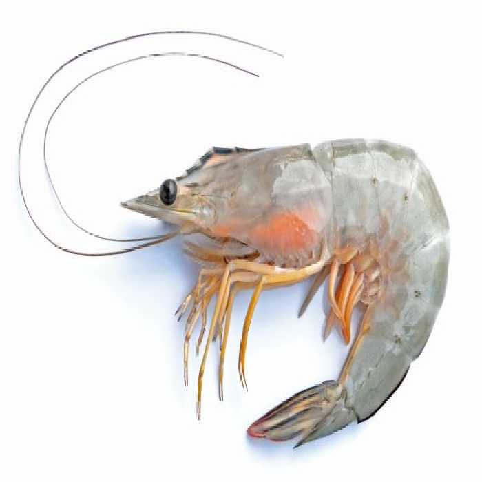 خرید و دانلود عکس Animals-Part-13 - کیفیت بالا | پیک فاکس | Pic Fox