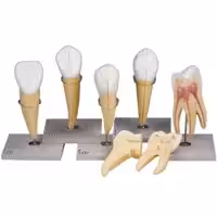 بازی آموزشی مدل مولاژ  دندان