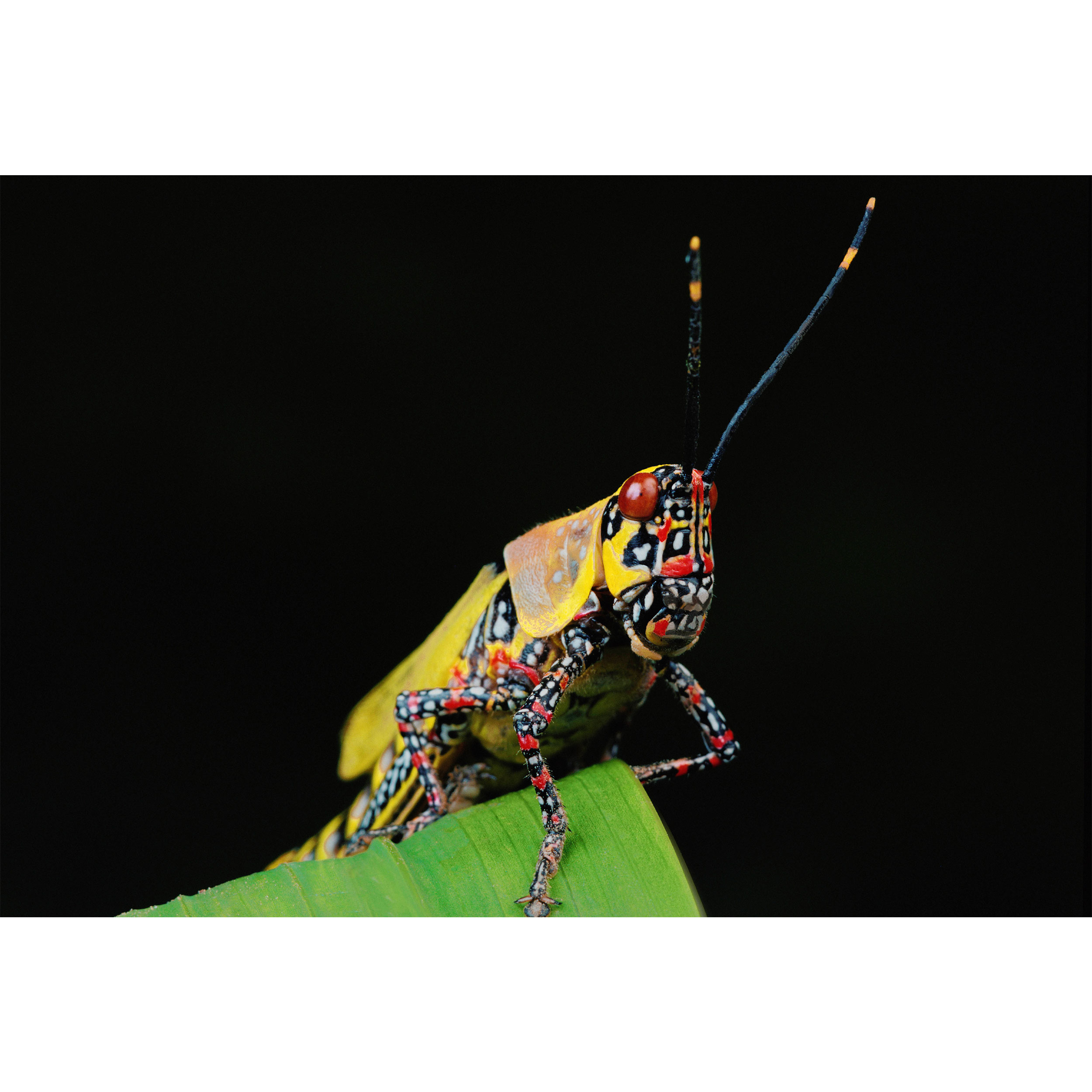 تابلو شاسی طرح برگ و حشره مدل T2187