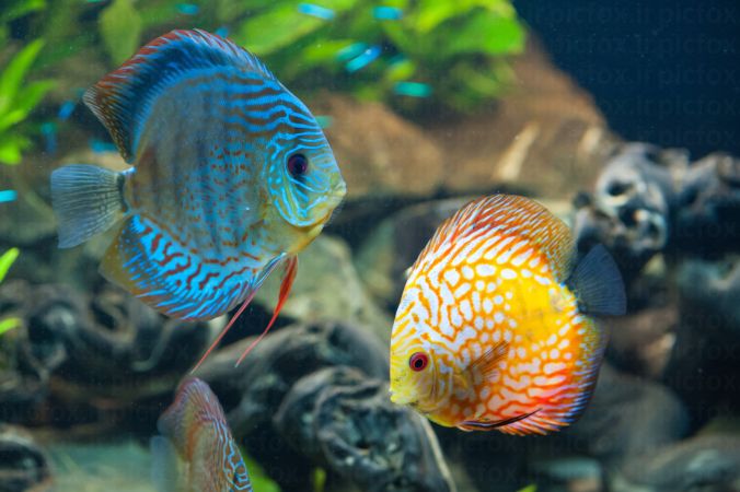 خرید و دانلود عکس Sea fish کد 42655 | پیک فاکس | Pic Fox