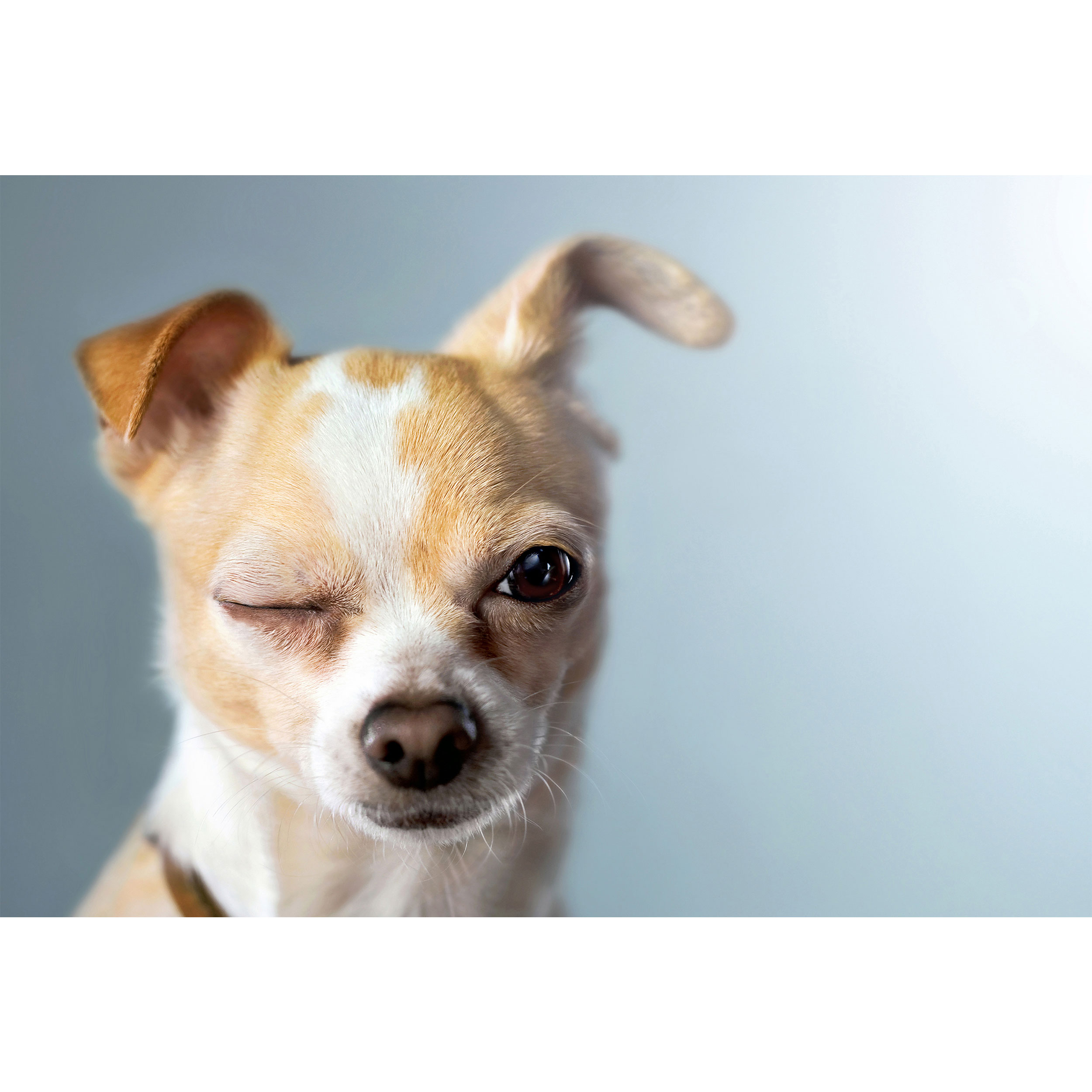 تابلو شاسی طرح سگ مدل T2240