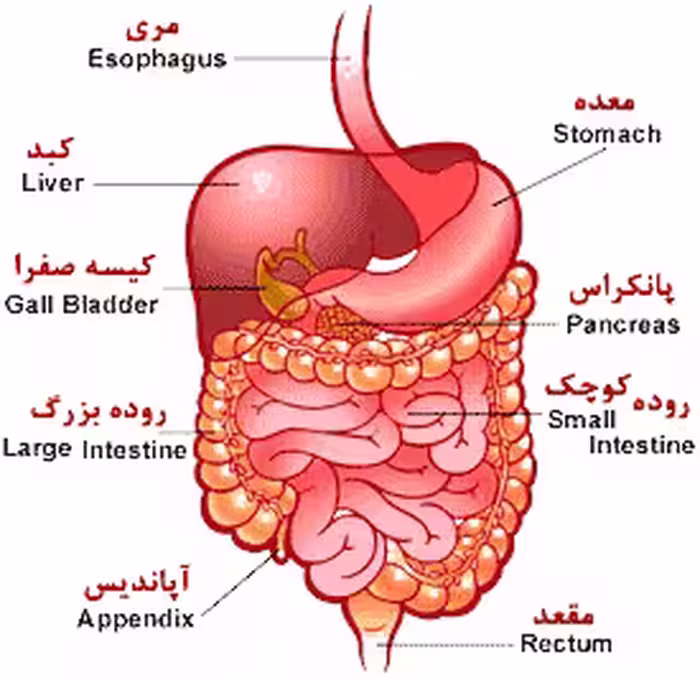 پاورپوینت دستگاه گوارش