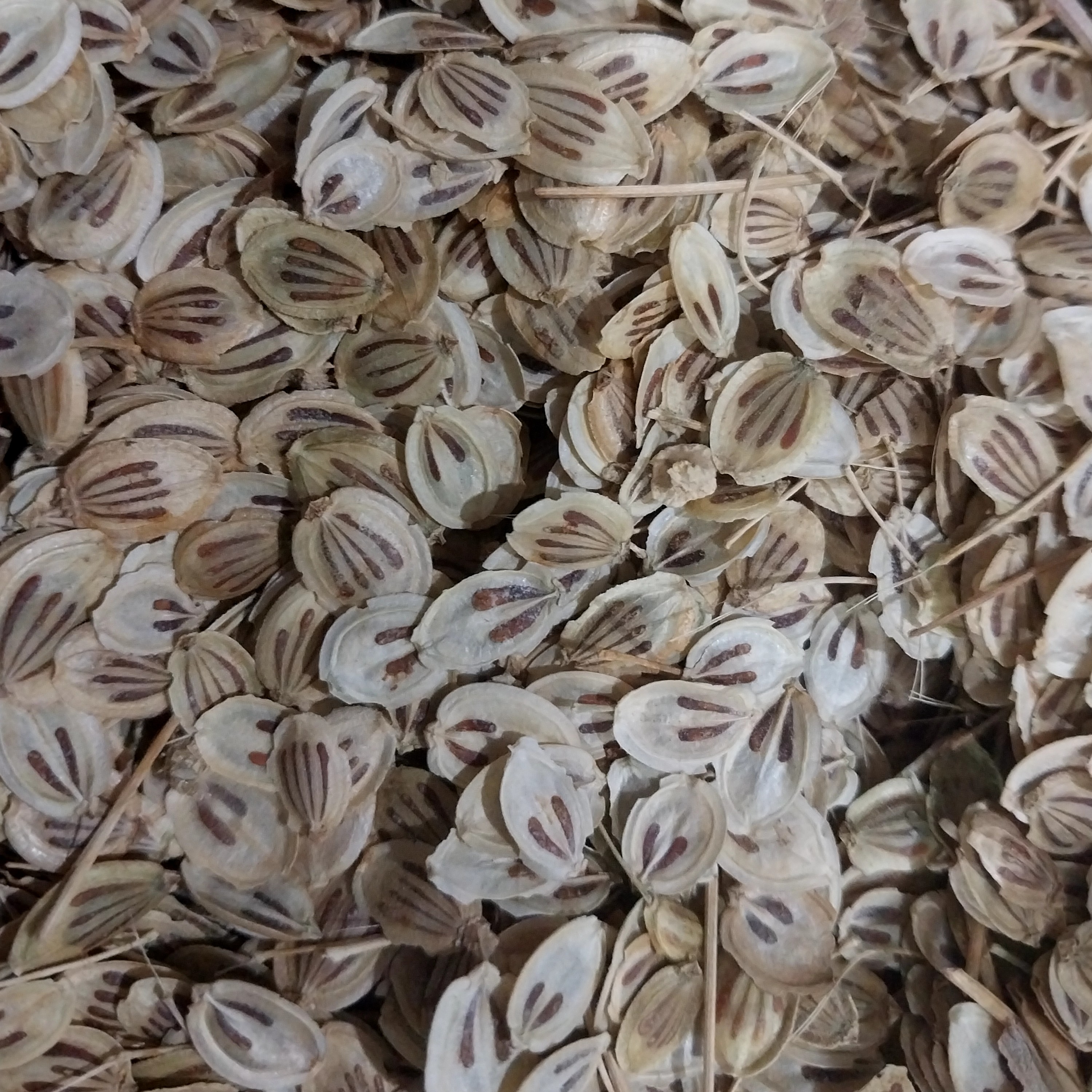 گلپر درجه یک