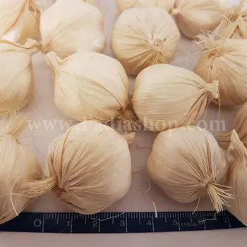 سیر پوسته دار متوسط