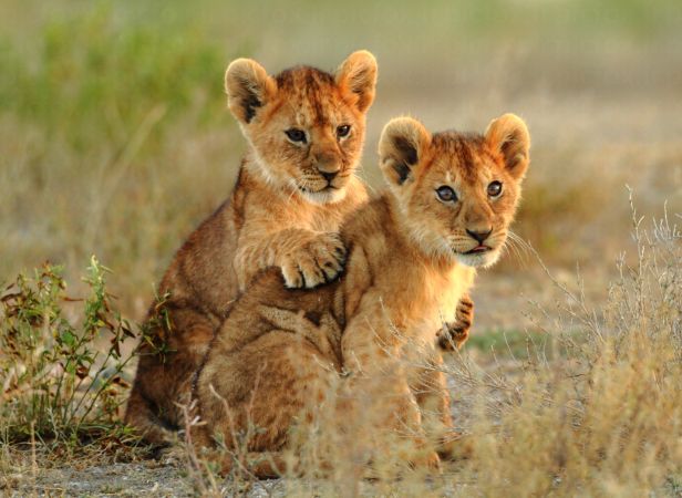 خرید و دانلود عکس Animals-Part-9 - کیفیت بالا | پیک فاکس | Pic Fox