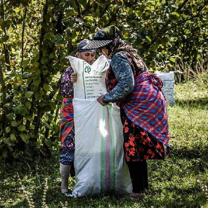 مغز خام فندق امسالی شهریور  1401 دیلمان گیلان 1 کیلویی