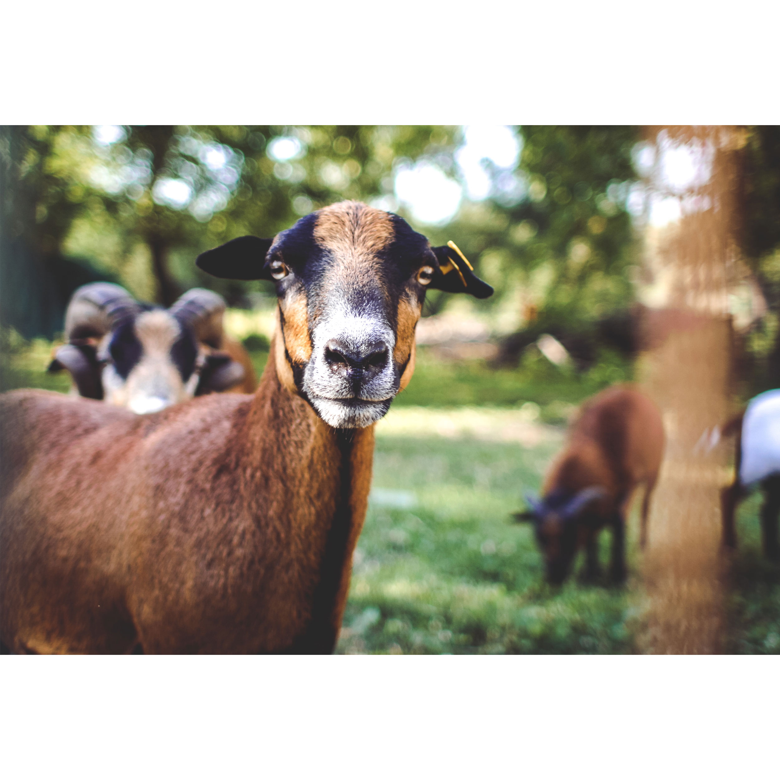 تابلو شاسی طرح حیوان بز مدل T1788