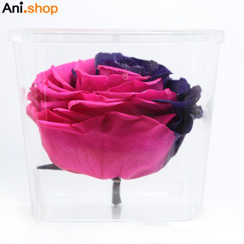 رز همیشه جاودان کد 281