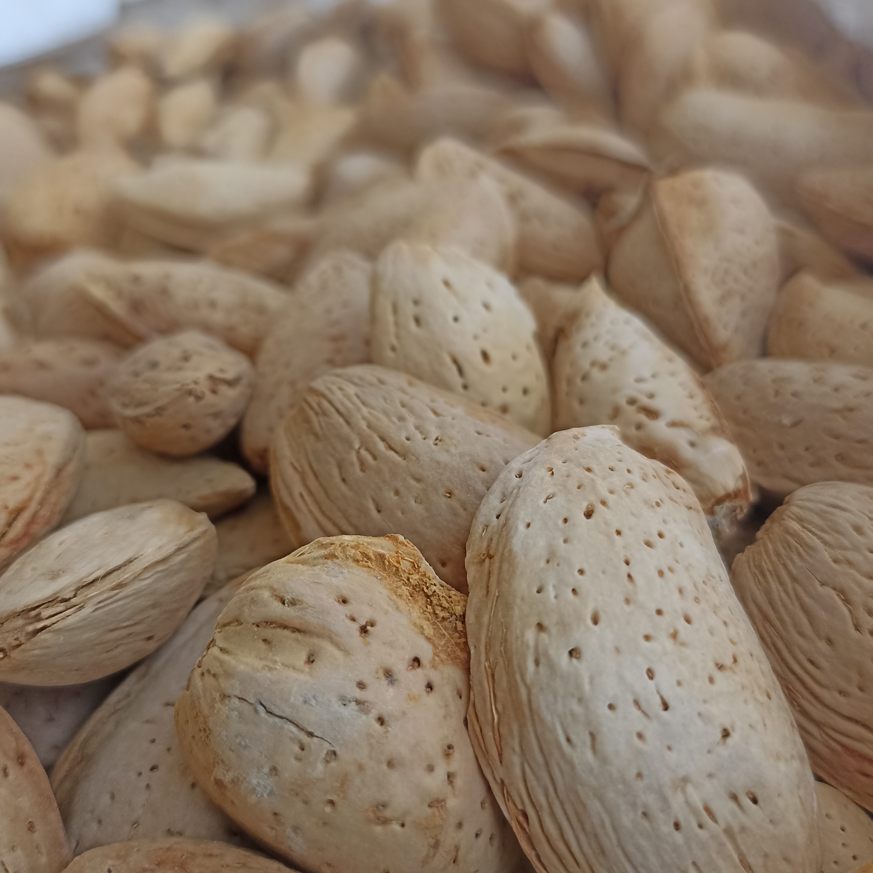 بادام سنگ